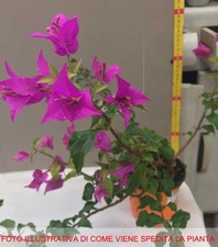 1 PIANTA DI BOUGAINVILLEA