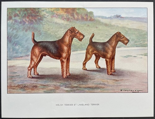 Welsh terrier lakeland - et,