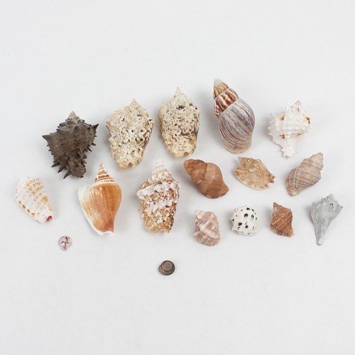 Lotto conchiglie marine di - marine,