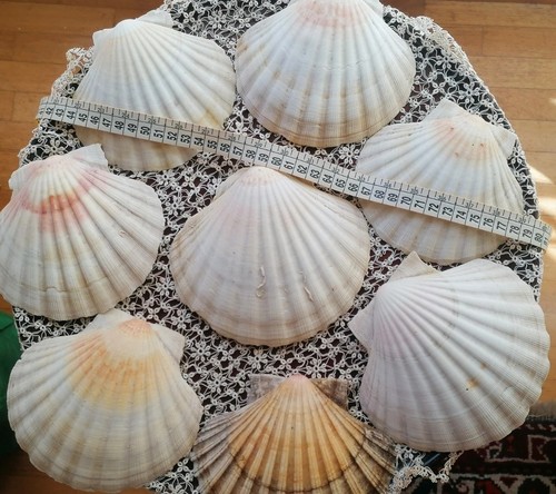 Set conchiglie capesante - 8,