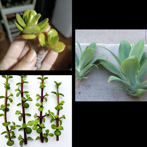 Crassula agave attenuata - crassula,,