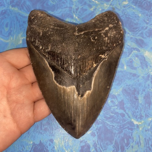 Megalodonte dente squalo - megalodonte,