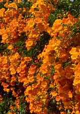 Pianta di Bignonia Grandiflora