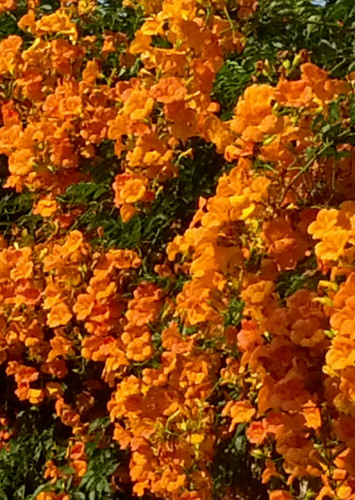 Pianta bignonia grandiflora - pianta,