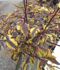 Tronco alto - prugna selvatica