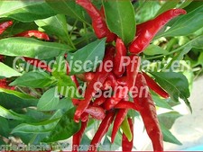 🔥 🌶️ THAI DRAGON