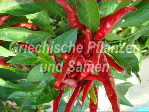 Thai dragon - 🔥, 🌶️
