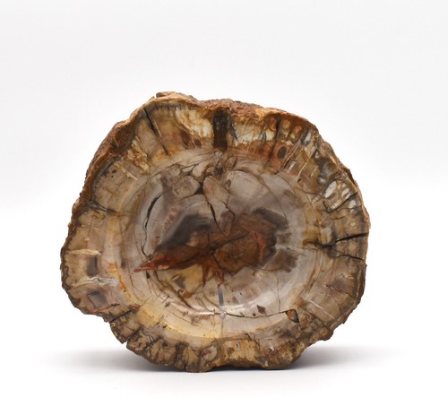 Tronco albero fossilizzato - tronco, d'albero