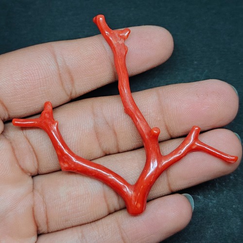 Corallo rosso italiano ramo