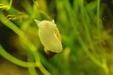 Lumaca lumache acquario - , acqua
