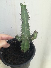 Euphorbia Trigona Cactus De