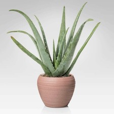 Aloe vera pianta officinale in vaso ø14 cm pianta grassa sempreverde MADE IN ITA