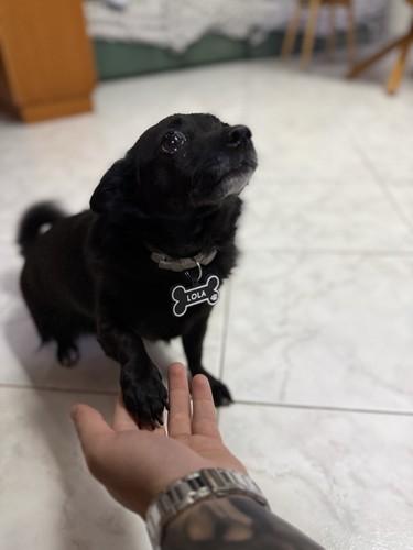 Targhetta nome cane - targhetta,