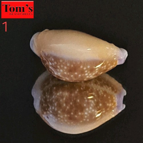 Cypraea helvola hawaiiensis - cypraea,