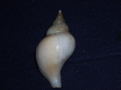 Neptunea smirnia special - smirnia,