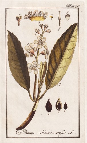Prunus laurocerasus ciliegia