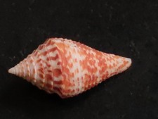 Conchiglia shell conus - conchiglia,