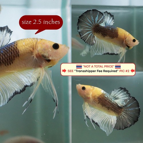 Pesce betta vivo - betta, (thailandia)