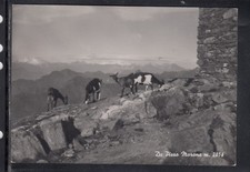 Cartolina Da Pizzo Marona CAPRE AC501