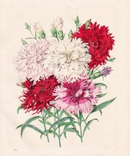 Feuernelken Giapponesi