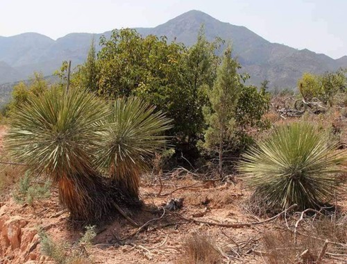 Yucca elata - elata,