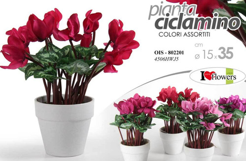 Pianta ciclamino con - pianta, vaso