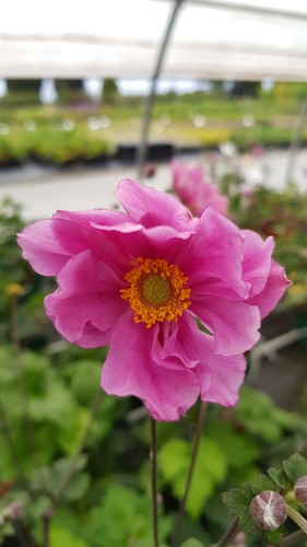 Anemone konigin charlotte - anemone, charlotte'