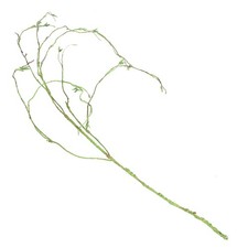  Piante Rettili Per Terrario Accessori Recinti Arredamento Acquari