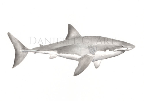 Watercolour great white shark - watercolour,
