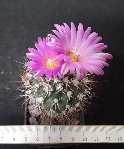 Turbinicarpus horripilus old