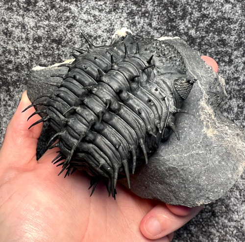 Drotops armatus trilobite - drotops,