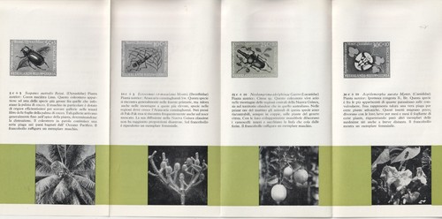 Olanda nuova guinea 1961 - olanda,