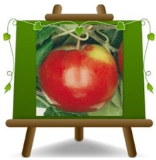 Meli Antica Profumata Alberi