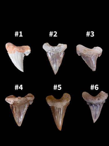 Palaeocarcharodon shark tooth - shark,