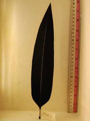 Penna per cappello alpino - cappello, nera