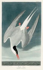 Stampa di qualità Arctic Tern