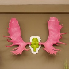 Alce Grande Trofeo Con Corna