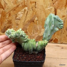 Myrtillocactus geometrizans