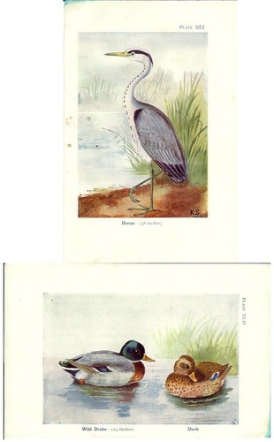 Stampa antica uccelli airone - stampa,