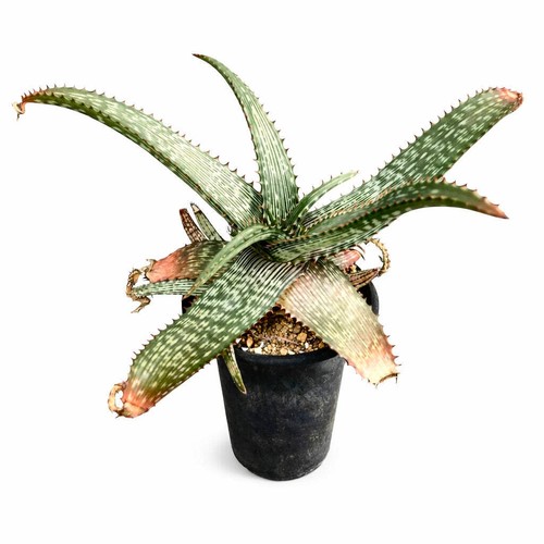 Aloe greatheadii seeds - -,