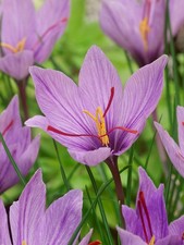 15 bulbi di CROCUS SATIVUS ZAFFERANO 7/8