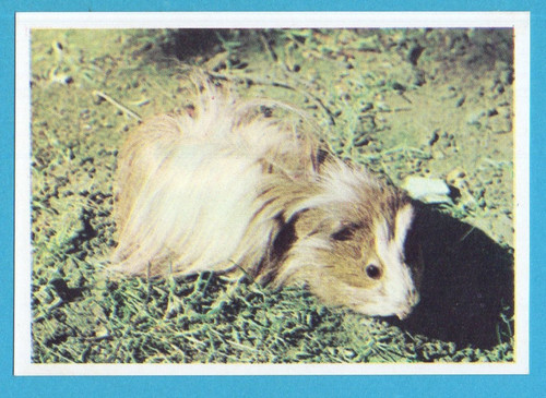 Animali tutto il - tutto,