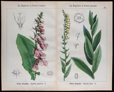 1875 - Incisione - Digitale