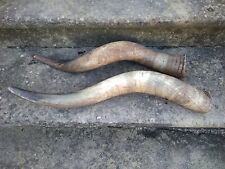 Coppia Corni Di Bue Maremmano Corno Caccia Trofeo 