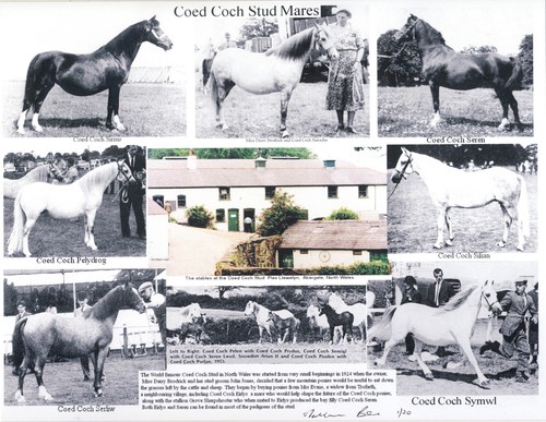 Welsh pony coed - pony, mares