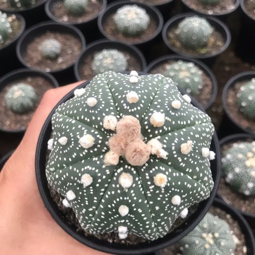 Pianta cactus succulenta - pianta,