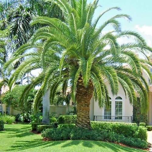 Canary island date palm - canary,