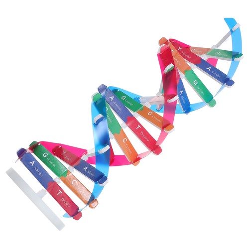 Orecchini dna attrezzatura - dna,