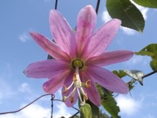 BANANA FRUTTO DELLA PASSIONE -