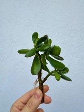 Albero giada crassula - di,